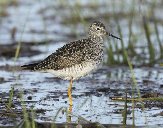 Lesser Yellowlegs Tringa flavipes