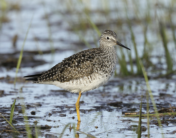 Lesser Yellowlegs Tringa flavipes