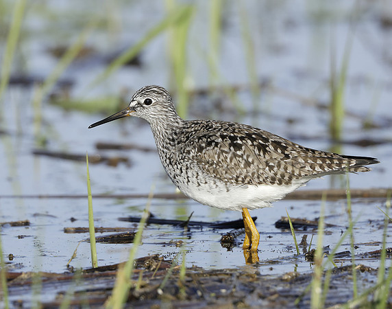 Lesser Yellowlegs Tringa flavipes