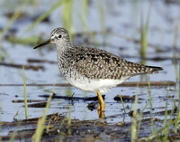 Lesser Yellowlegs Tringa flavipes