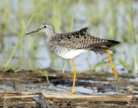 Lesser Yellowlegs Tringa flavipes