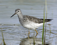 Lesser Yellowlegs Tringa flavipes