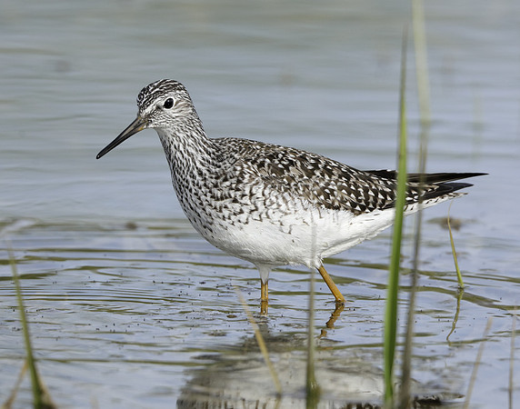 Lesser Yellowlegs Tringa flavipes