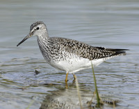 Lesser Yellowlegs Tringa flavipes