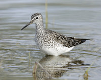 Lesser Yellowlegs Tringa flavipes