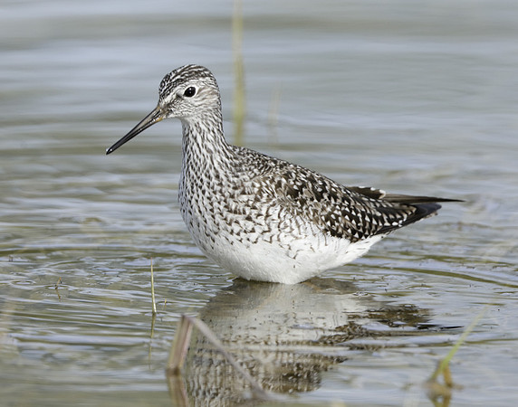 Lesser Yellowlegs Tringa flavipes