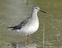 Lesser Yellowlegs Tringa flavipes