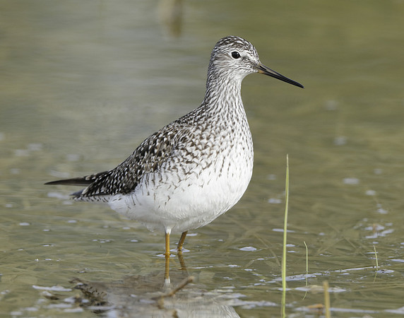 Lesser Yellowlegs Tringa flavipes