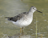 Lesser Yellowlegs Tringa flavipes