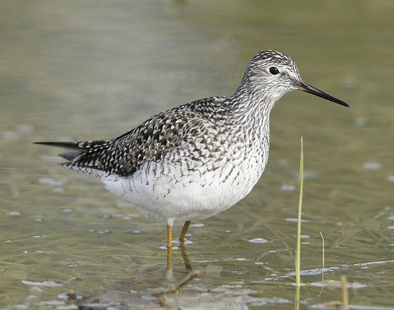 Lesser Yellowlegs Tringa flavipes