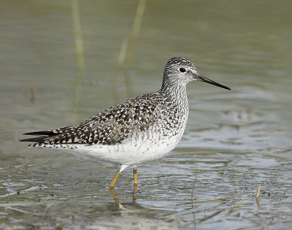 Lesser Yellowlegs Tringa flavipes
