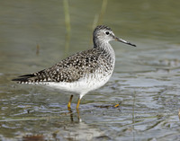 Lesser Yellowlegs Tringa flavipes