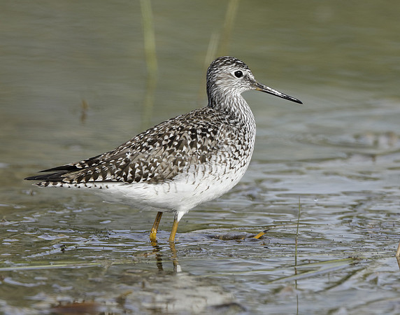 Lesser Yellowlegs Tringa flavipes