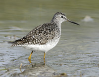 Lesser Yellowlegs Tringa flavipes