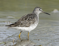 Lesser Yellowlegs Tringa flavipes