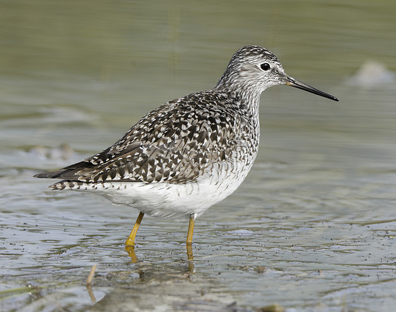 Lesser Yellowlegs Tringa flavipes