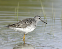 Lesser Yellowlegs Tringa flavipes