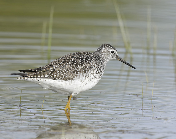 Lesser Yellowlegs Tringa flavipes