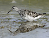 Lesser Yellowlegs Tringa flavipes