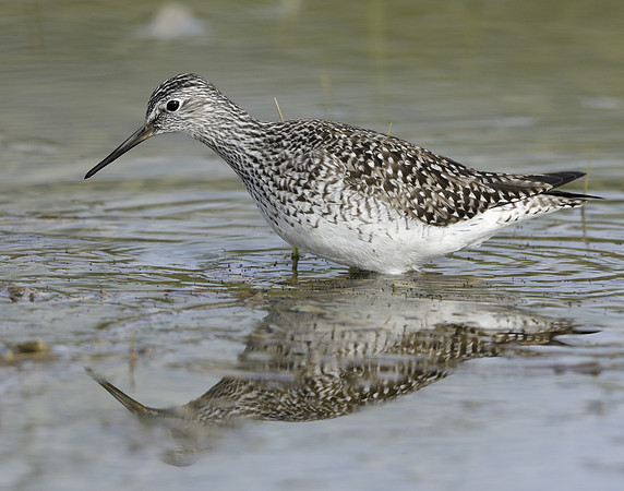 Lesser Yellowlegs Tringa flavipes