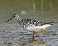 Lesser Yellowlegs Tringa flavipes