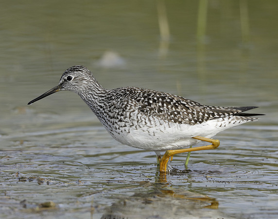 Lesser Yellowlegs Tringa flavipes