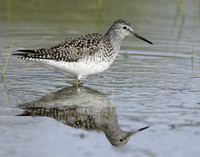 Lesser Yellowlegs Tringa flavipes