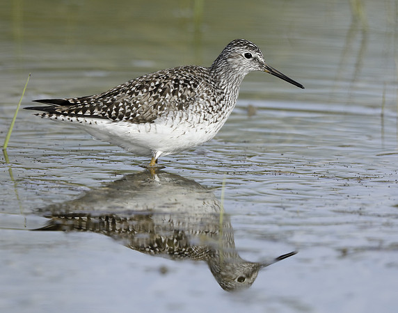 Lesser Yellowlegs Tringa flavipes