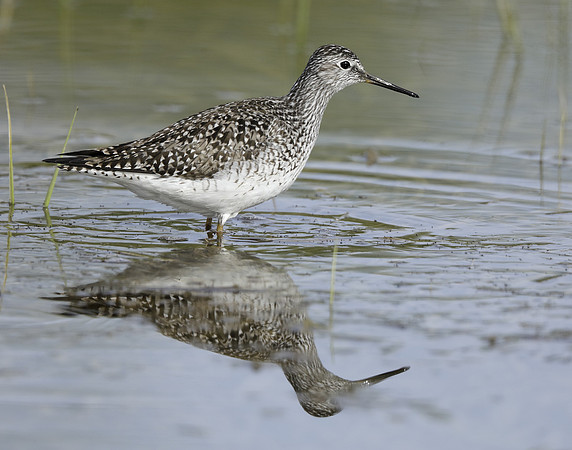 Lesser Yellowlegs Tringa flavipes