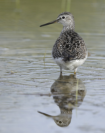 Lesser Yellowlegs Tringa flavipes