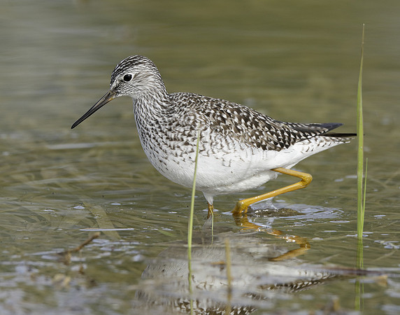 Lesser Yellowlegs Tringa flavipes