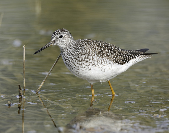 Lesser Yellowlegs Tringa flavipes