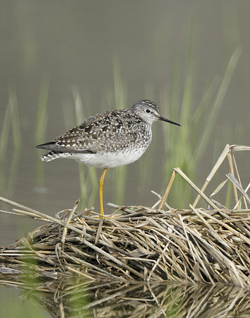 Lesser Yellowlegs Tringa flavipes