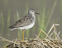Lesser Yellowlegs Tringa flavipes