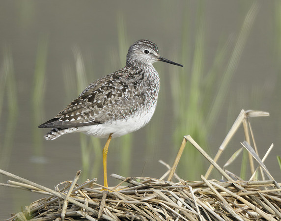Lesser Yellowlegs Tringa flavipes