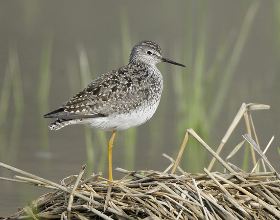 Lesser Yellowlegs Tringa flavipes