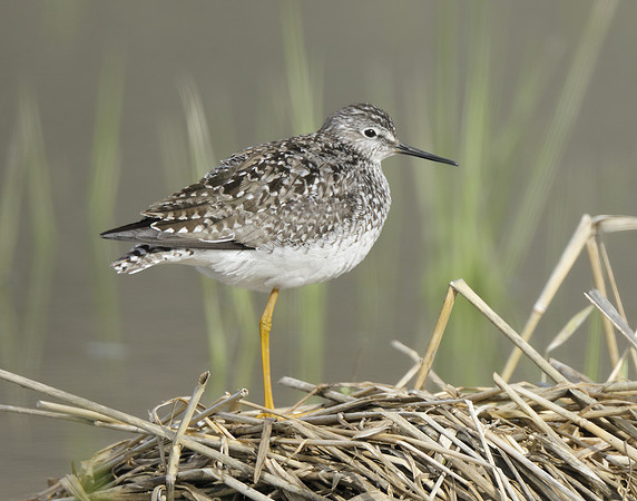 Lesser Yellowlegs Tringa flavipes