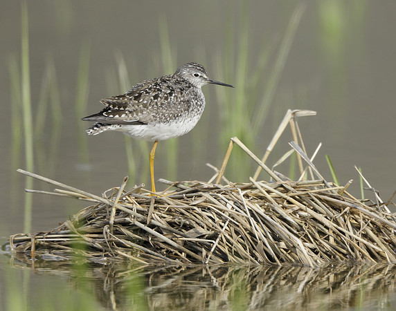Lesser Yellowlegs Tringa flavipes