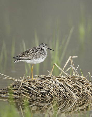 Lesser Yellowlegs Tringa flavipes