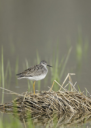 Lesser Yellowlegs Tringa flavipes