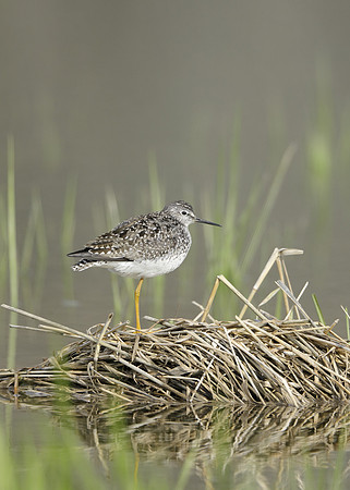 Lesser Yellowlegs Tringa flavipes