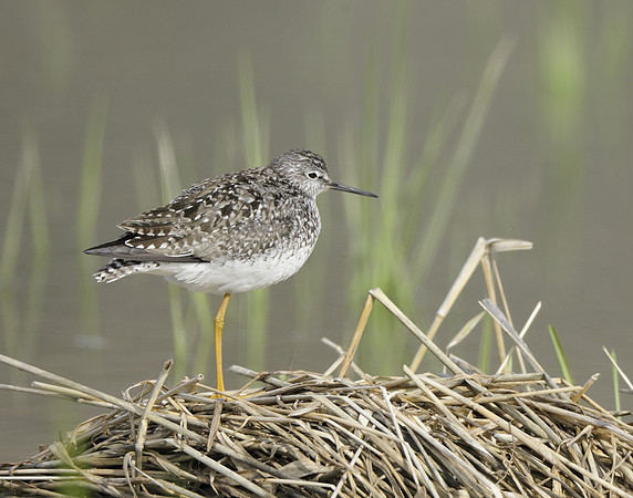 Lesser Yellowlegs Tringa flavipes