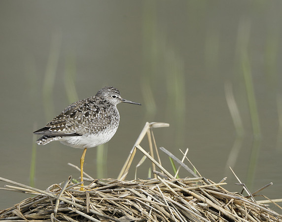 Lesser Yellowlegs Tringa flavipes