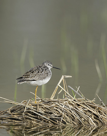 Lesser Yellowlegs Tringa flavipes