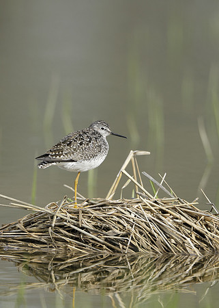 Lesser Yellowlegs Tringa flavipes