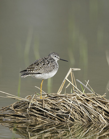 Lesser Yellowlegs Tringa flavipes