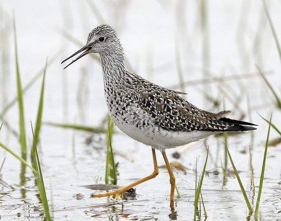 Lesser Yellowlegs Tringa flavipes