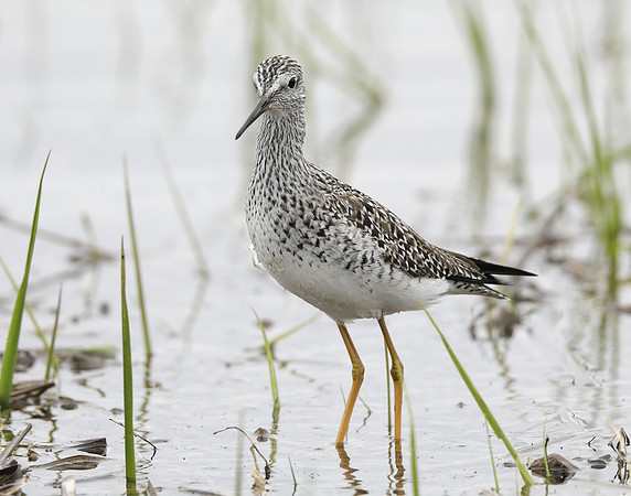 Lesser Yellowlegs Tringa flavipes
