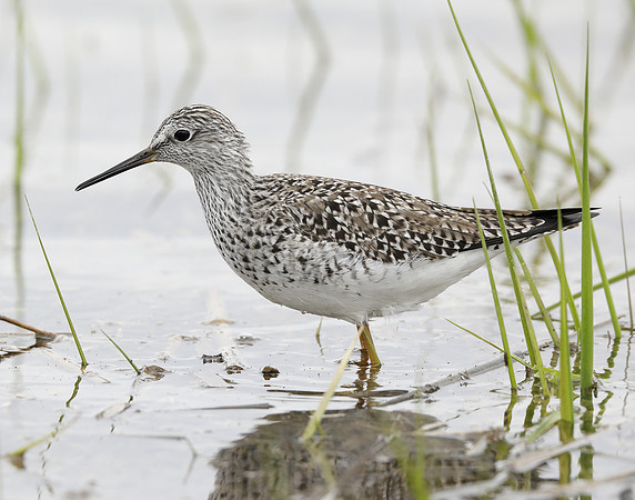 Lesser Yellowlegs Tringa flavipes