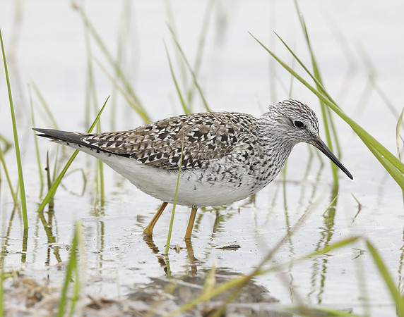 Lesser Yellowlegs Tringa flavipes